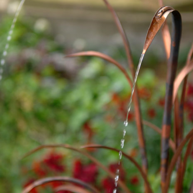 Bog grass in Copper